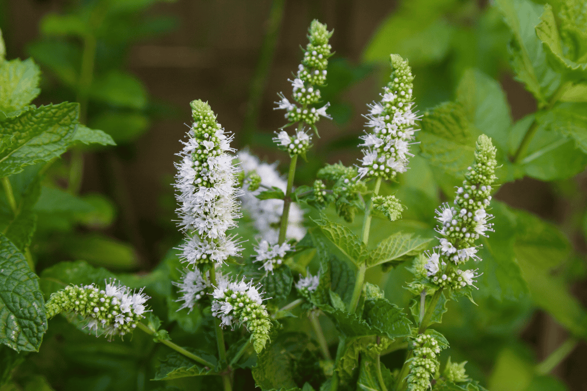 bluehende Minze im Garten