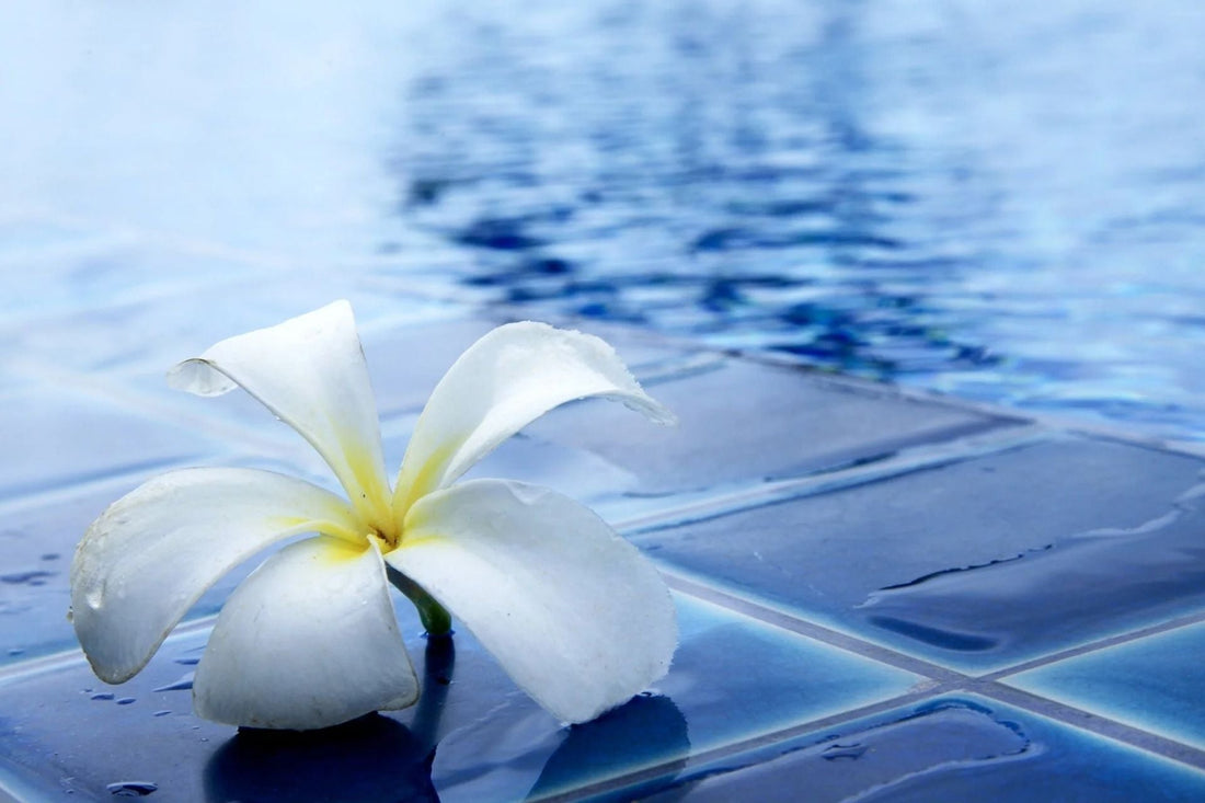 Frangipani-Blüte am Pool – natürliche Erfrischung mit ätherischen Ölen im Sommer