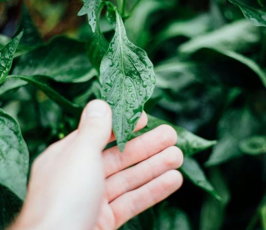 DIY Roll-On mit ätherischen Ölen - bei Verspannungen & Stress - ESSENCE-PUR