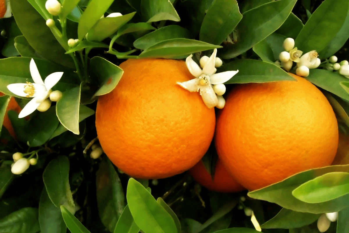Orangenblüten und reife Früchte der Bitterorange am Baum – Ursprung des ätherischen Neroliöls