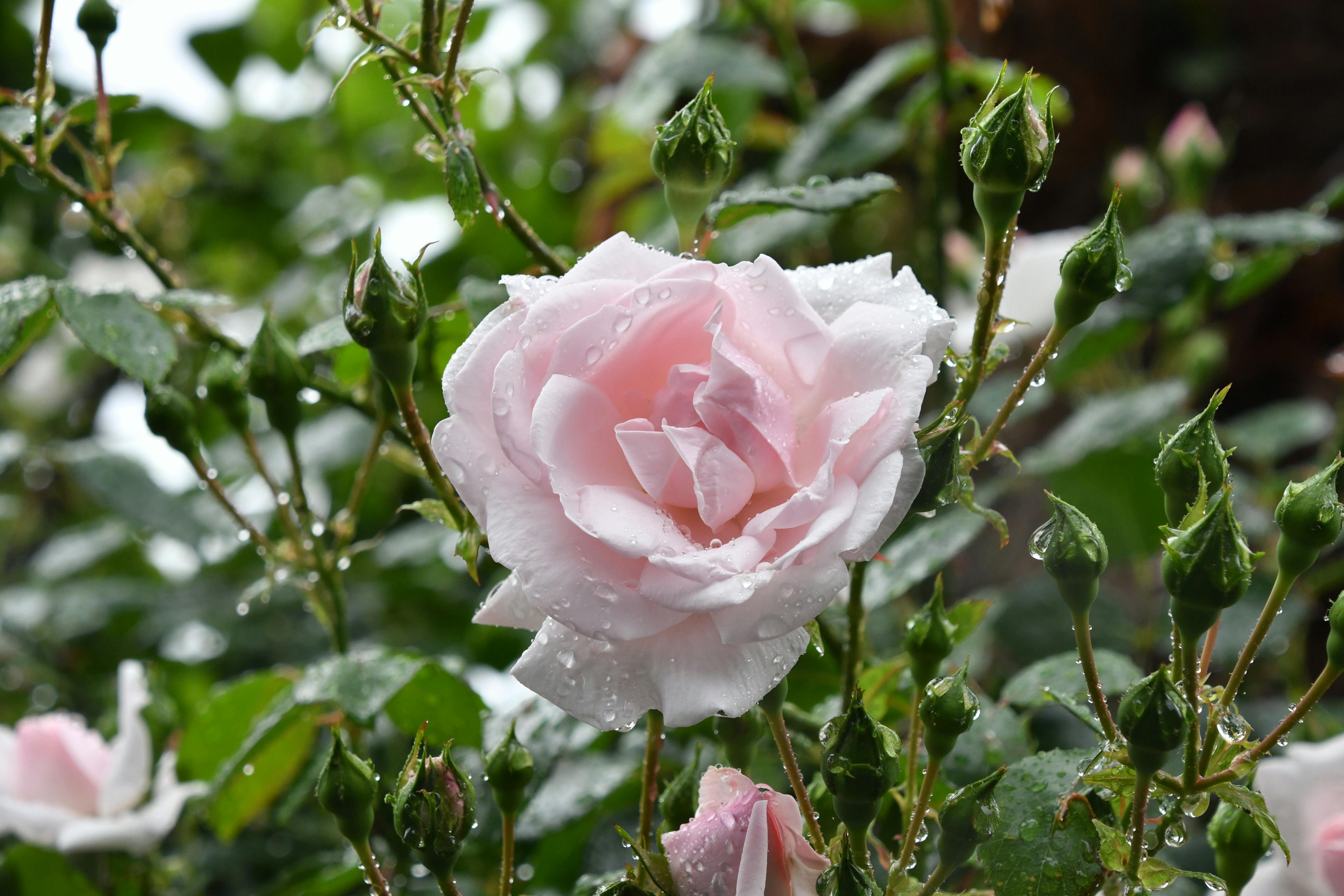 Nahaufnahme einer Rosa alba mit zarten, roséfarbenen Blütenblättern und Regentropfen – elegante Variante des Rosenöls aus Bulgarien