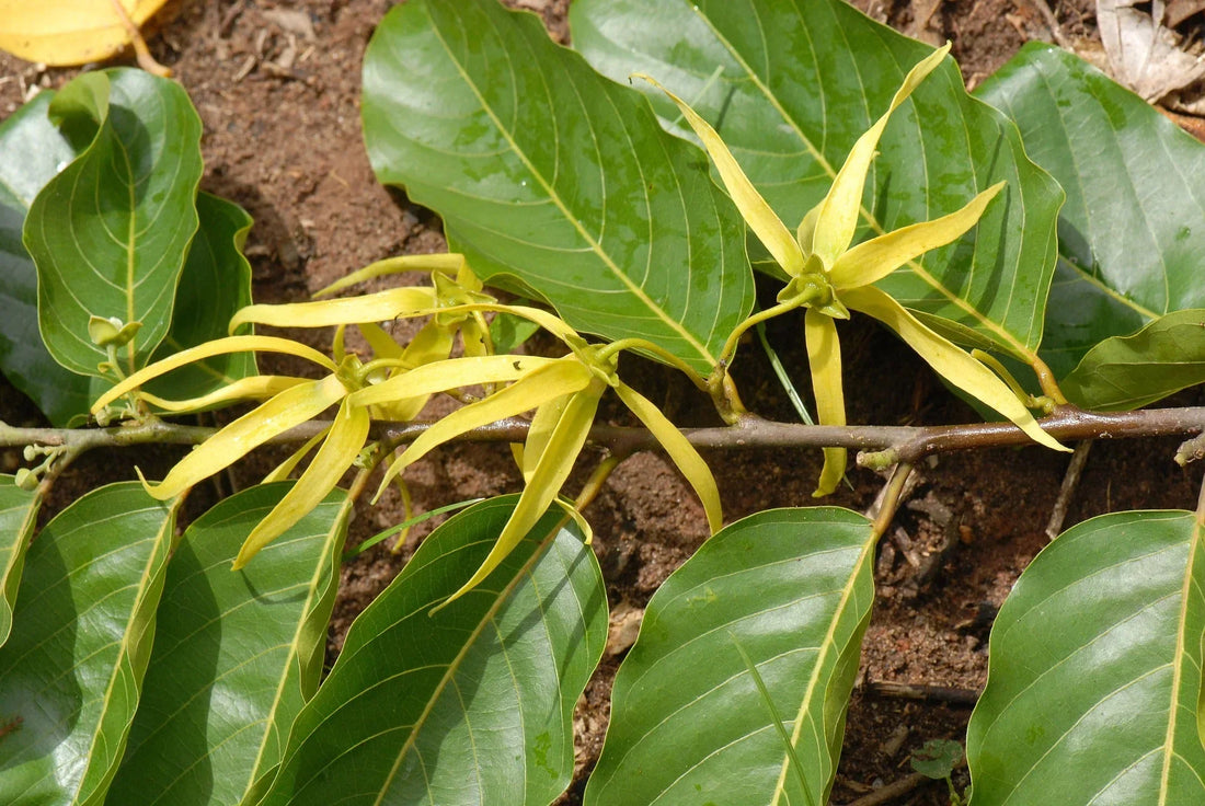 Zweig mit frischen Ylang-Ylang-Blüten (Cananga odorata) und großen grünen Blättern – aufgenommen in natürlicher Umgebung, symbolisiert die Herkunft des ätherischen Ylang-Ylang-Öls.