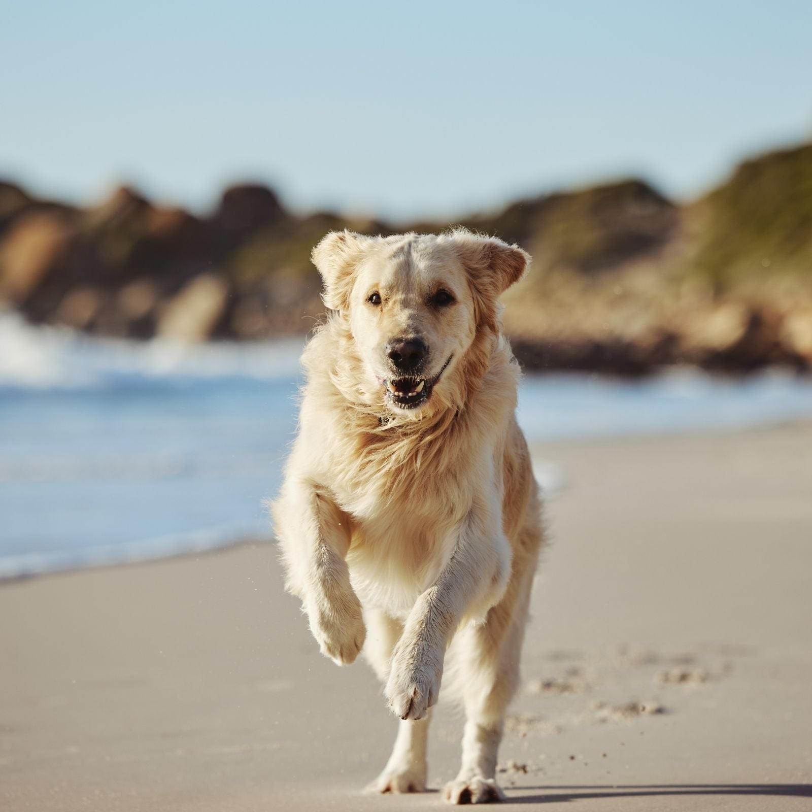 Golden Retriever am Strand läuft fröhlich am Wasser entlang bei Sonnenuntergang – Symbol für natürliche Lebensfreude und Freiheit