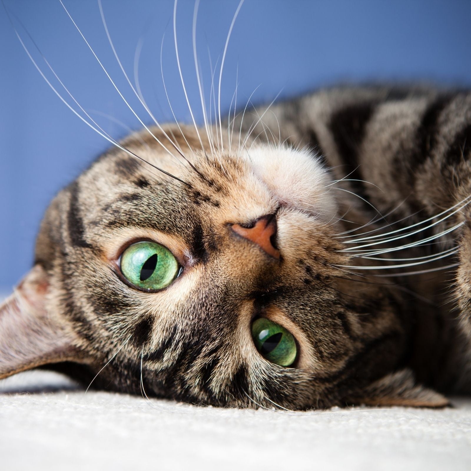 Getigerte Katze mit leuchtend grünen Augen liegt entspannt auf hellem Untergrund – Sinnbild für Ruhe, Achtsamkeit und sanfte Natur