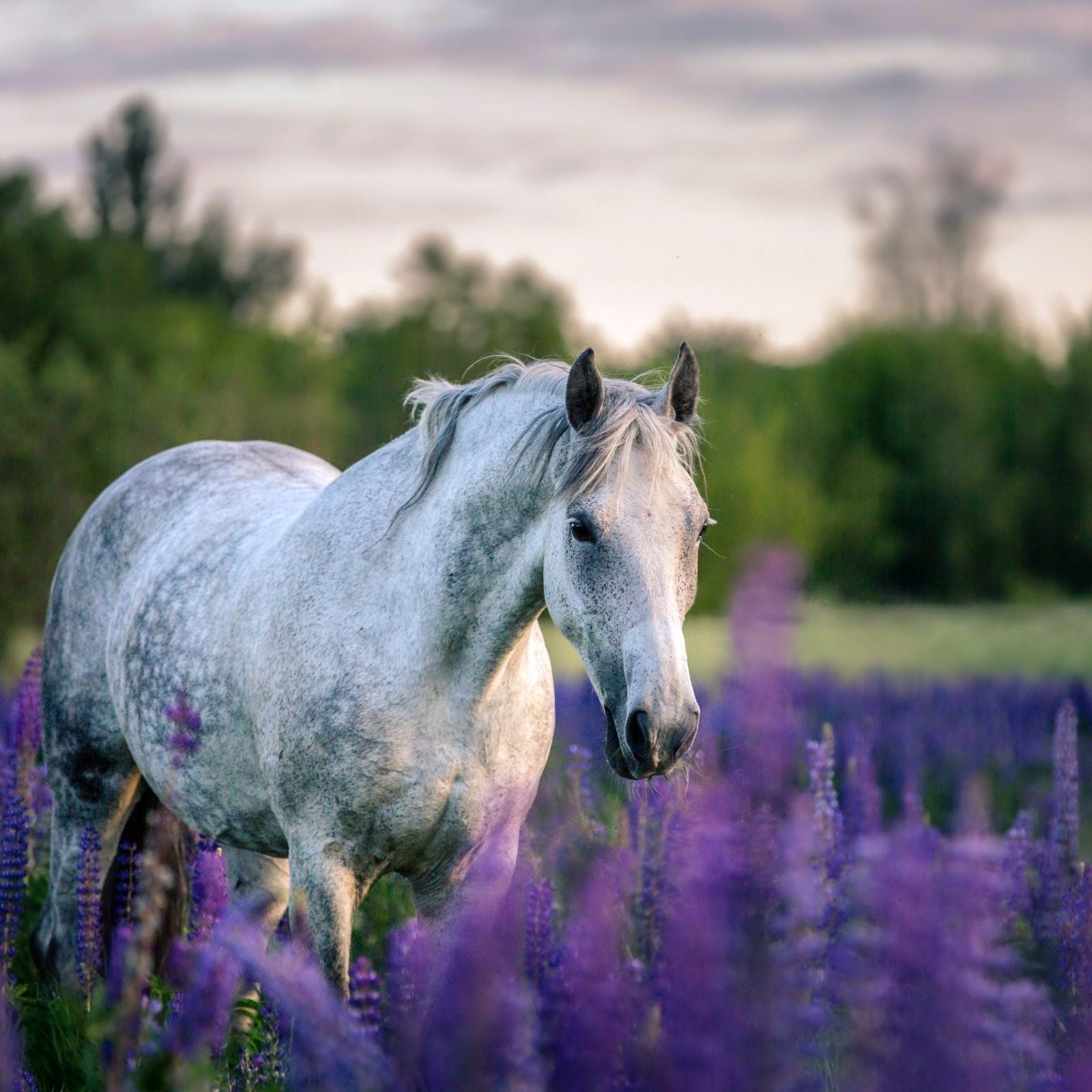 Weißes Pferd steht ruhig im blühenden Lavendelfeld bei Sonnenuntergang – natürliche Harmonie zwischen Tier und Natur