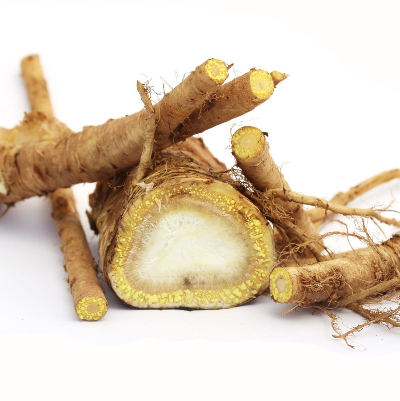 Angelica archangelica L. zur Gewinnung von Angelikawurzel Öl bio (ätherisches Öl)