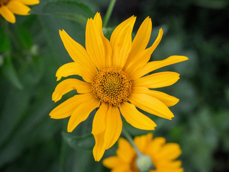Arnica montana Blüte zur Herstellung von Arnika Öl - Mazerat in Olivenöl - bio