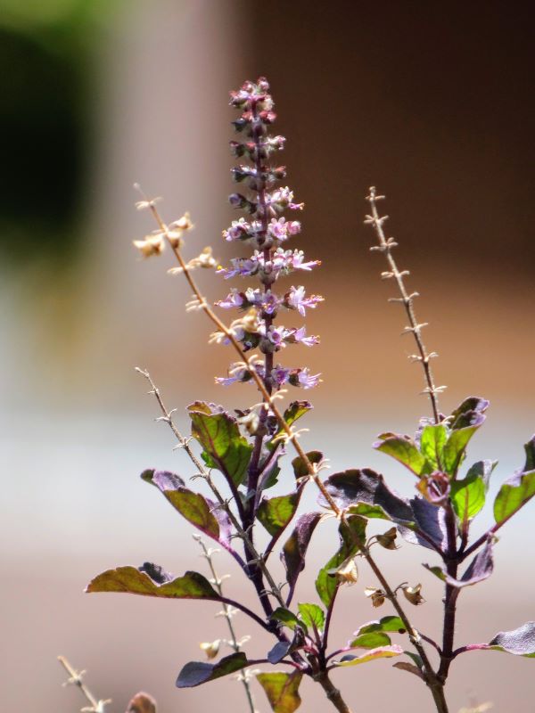 Frische Tulsi Pflanze in einem Bio-Garten in Indien – repräsentiert das heilige Basilikumöl-Blühender Basilikum Ocimum sanctum (Tulsi) zur Gewinnung von Tulsi bio - Basilikum Sanctum ätherisches Öl