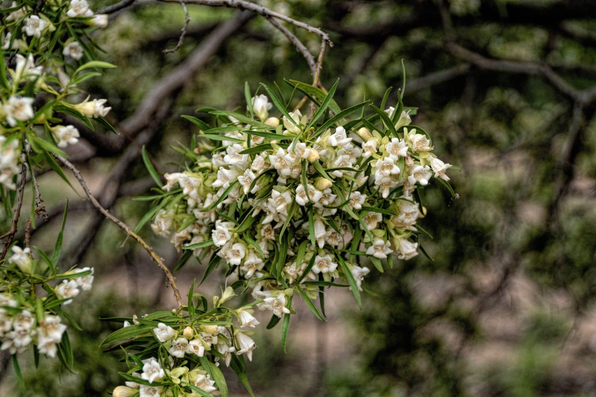 Falsches Sandeholz zur Gewinnung von Buddha Wood Öl (Eremophila mitchellii)