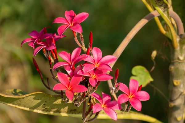 Champaca rot Absolue 100%