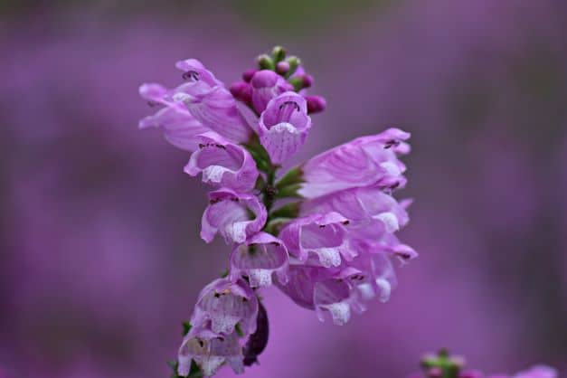 Drachenkopf in Blüte zur Gewinnung von Drachenkopföl bio (Dracocephalum moldavica)