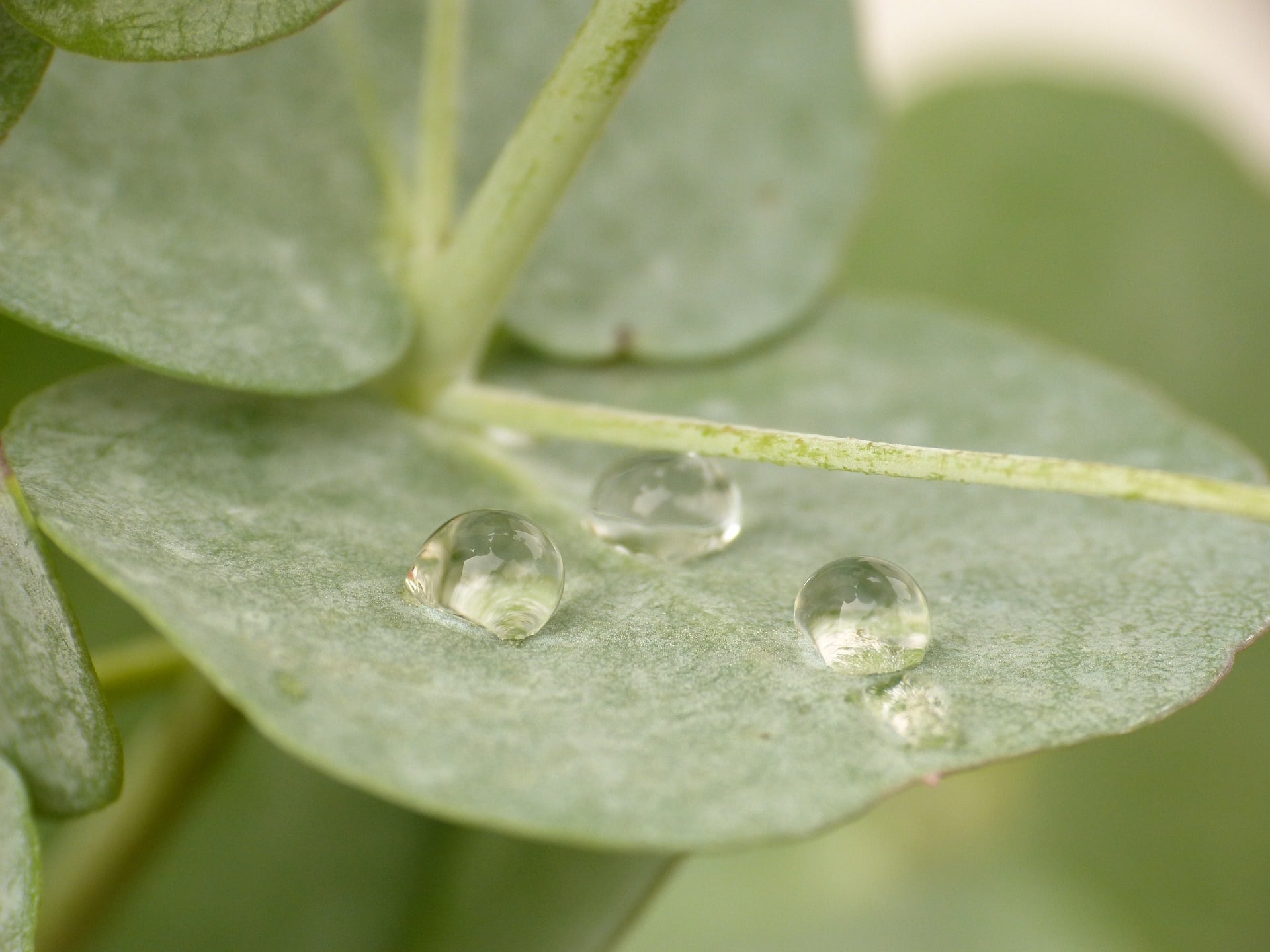 Eukalyptusblatt zur Gewinnung von Eukalyptusöl globulus bio