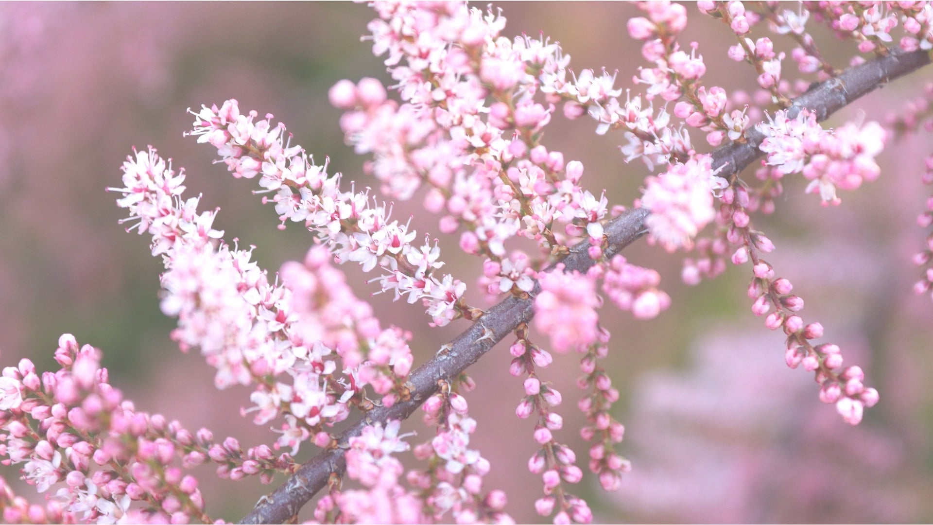 Gagelstrauch - Tamariske zur Gewinnung von Gagelstrauch - Myrica Gale (ätherisches Öl)