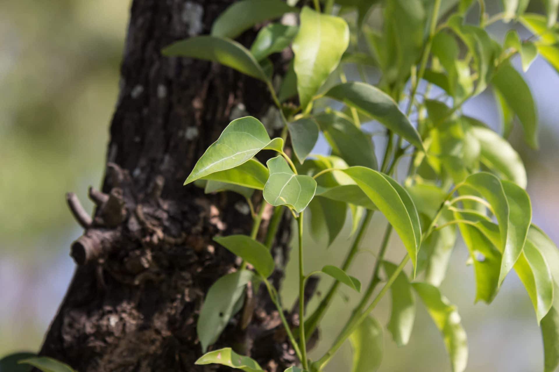 Zweig des Kampferbaumes zur Gewinnung von reinem Kampferöl (Campher) ätherisches Öl