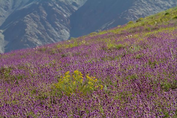 wilder Kashmirlavendel in den Bergen von Ladakh - Indien zur Gewinnung von