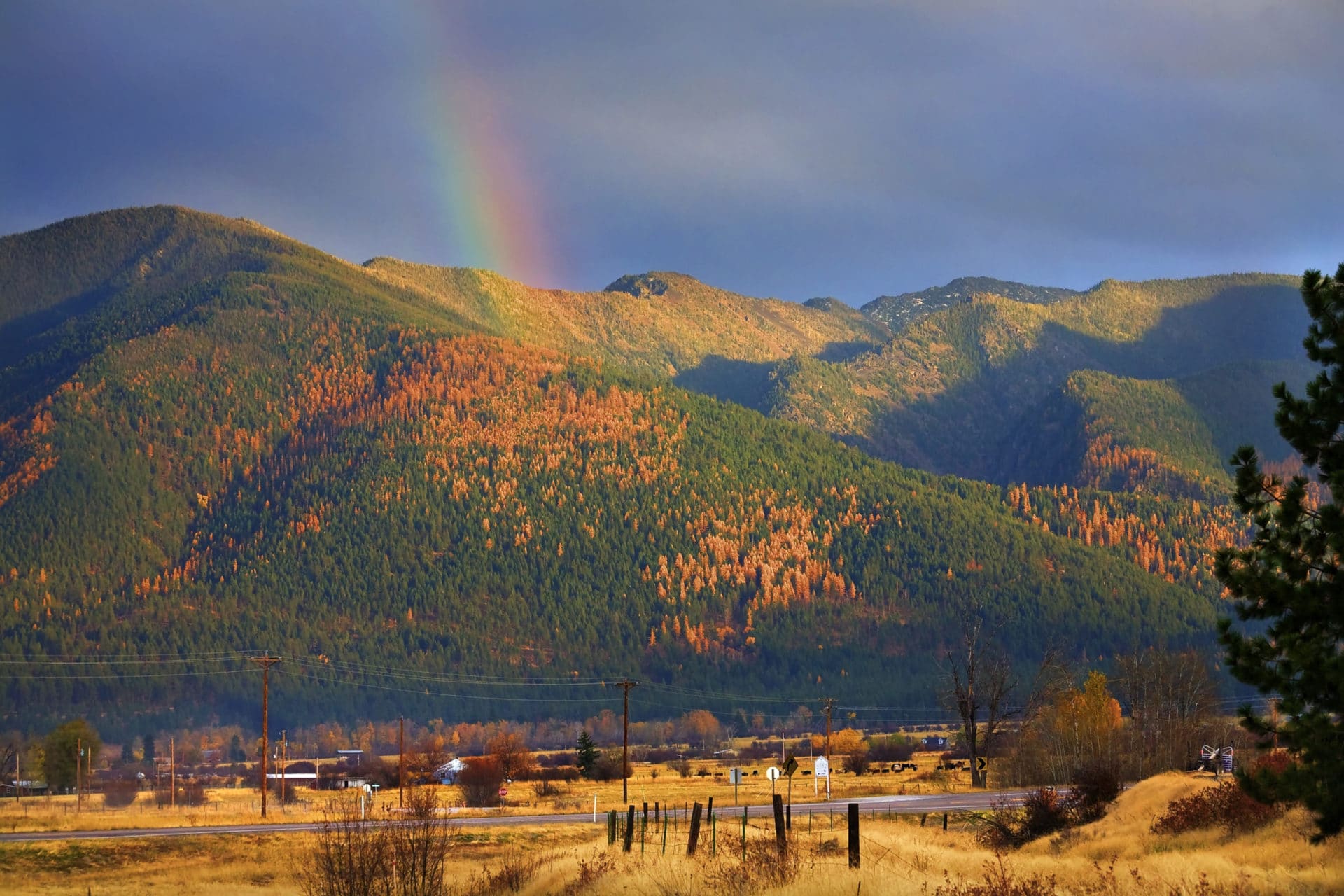 Lärche Amerika golden zur Gewinnung von Lärchenöl bio - (Larix laricina) aus Kanada - Tamarack Öl