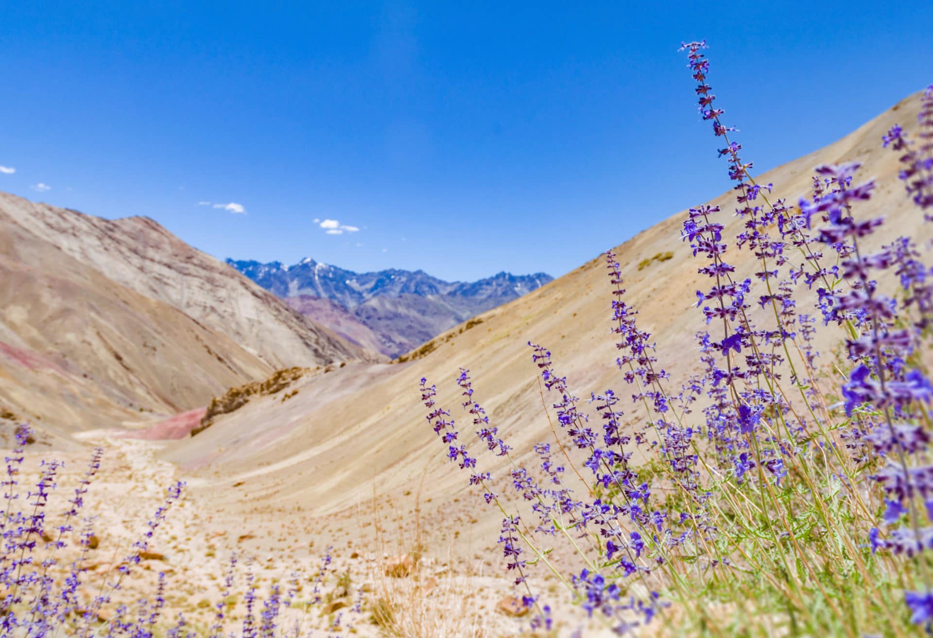 Lavendel im Hochland zur Gewinnung von Lavendelöl Hochland (1.500m) bio (ätherisches Öl)
