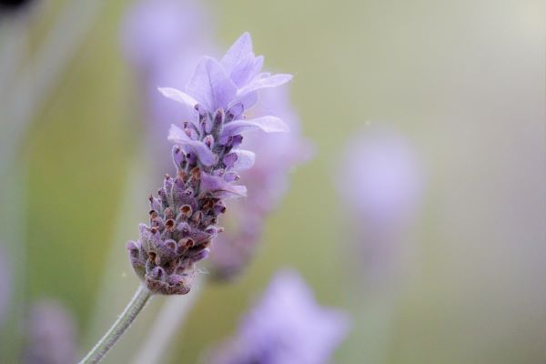 Lavandula hybrida zur Gewinnung von Lavandin abrial bio (Lavandula hybrida)