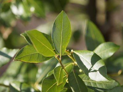 Lorbeerblätter zur Gewinnung von Lorbeerblatt Öl bio (Laurus nobilis) aus Bosnien-Herzegowina – Ätherisches Öl