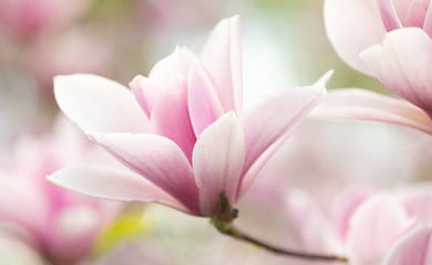 Magnolienblüte zur Gewinnung von feinstem Magnolienblütenöl