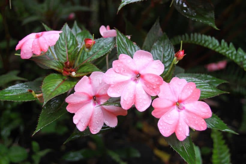 Komposition hergestelt für Morgenfrische bio Duftmischung (ätherisches Öl)