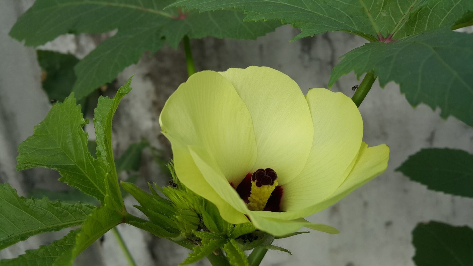 Blüte des Hibiscus Abelmoschus zur Gewinnung von Moschuskoerner Absolue