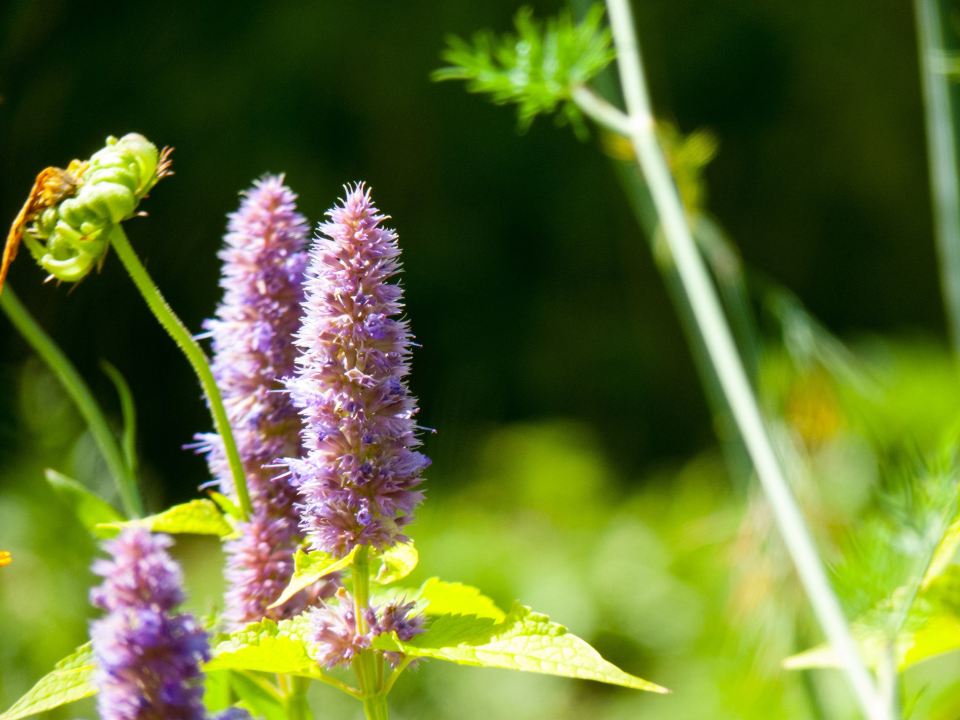 Patchouli-Pflanze zur Gewinnung von Patchouli bio (Pogostemon cablin) ätherisches Öl