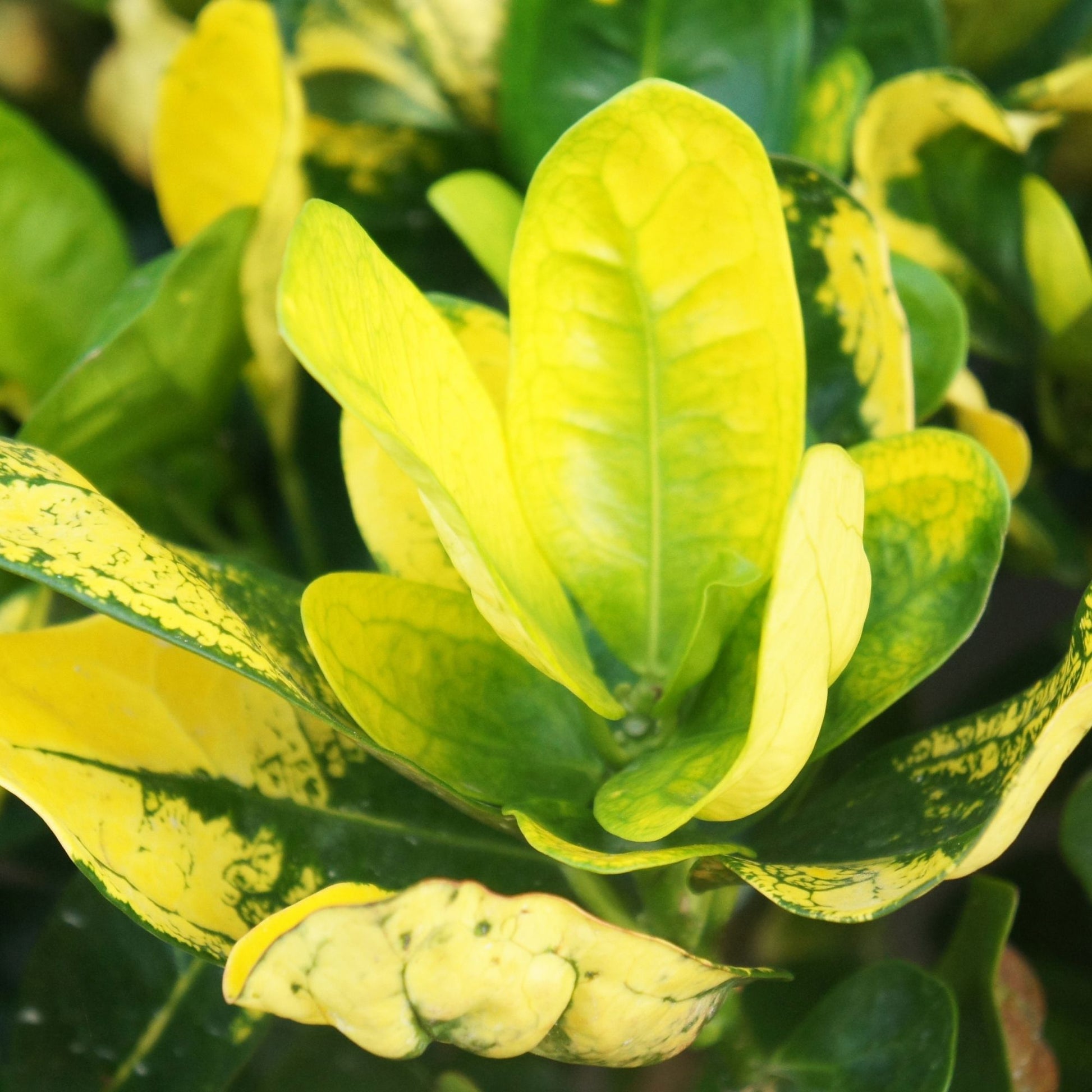 (ätherisches Öl) - Pimenta racemosa - Blätter der Bay-Pflanze aus der Karibik – steht für naturreines Bay-Öl St. Thomas