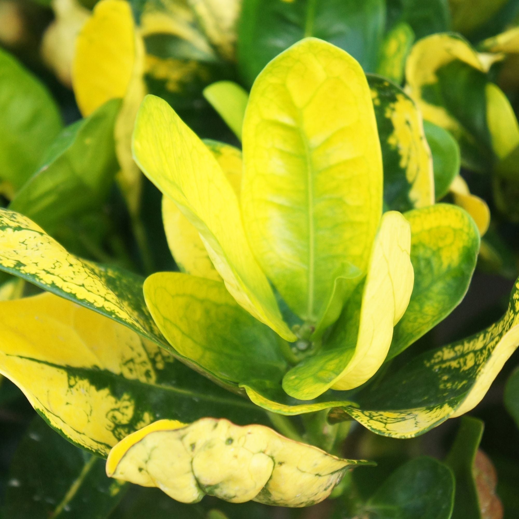 (ätherisches Öl) - Pimenta racemosa - Blätter der Bay-Pflanze aus der Karibik – steht für naturreines Bay-Öl St. Thomas