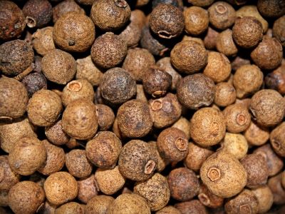 Pimentbeeren-allspice zur Gewinnung von Pimentbeerenöl Jamaika (ätherisches Öl)