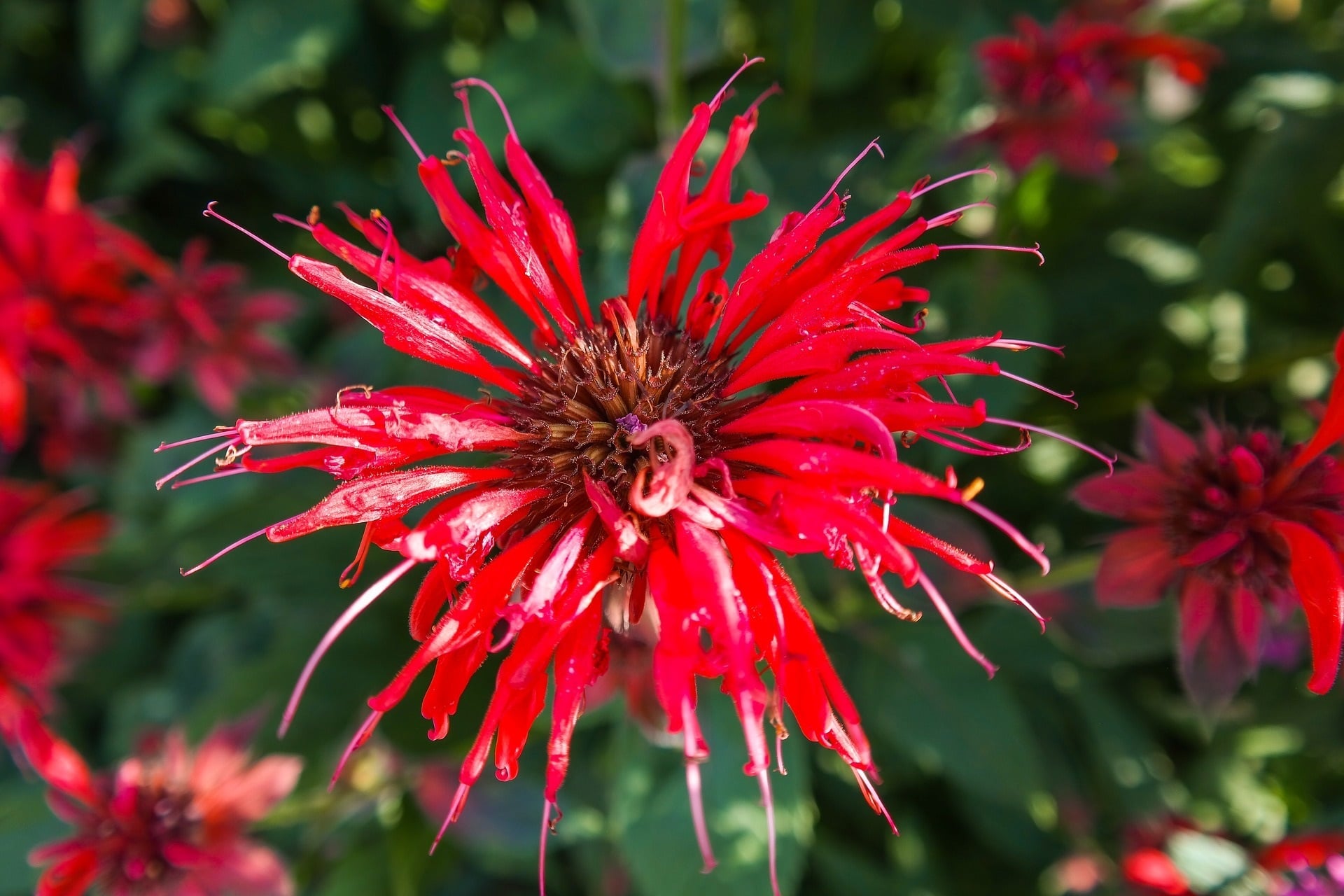 Red Scarlett beebalm zur Gewinnung von Goldmelisse - Monarda didyma - ätherisches Öl
