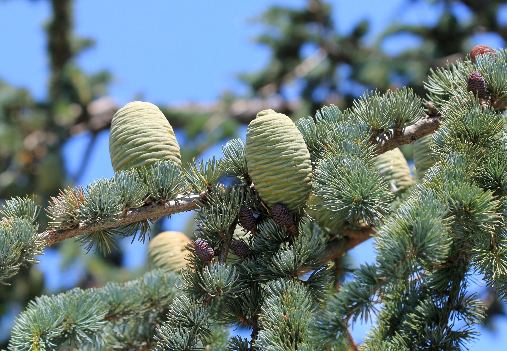 Zweig und Frucht der Riesentanne zur Gewinnung von Riesentanne bio - Abies grandis (ätherisches Öl)
