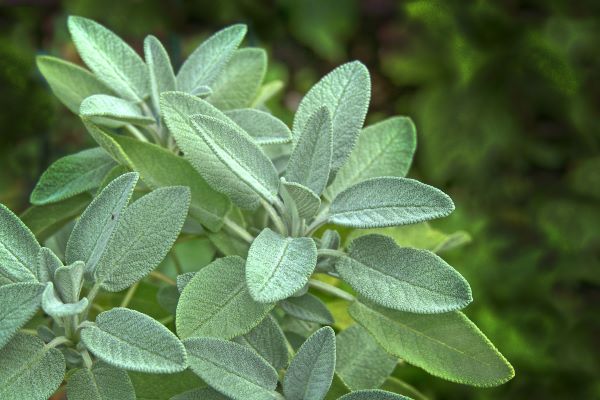 SFrische Salbeiblätter (Salvia officinalis) – Grundlage für unser naturbelassenes Salbeihydrolat bio aus Frankreich