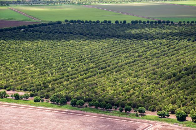 Sandelholz Plantage in Australien zur Gewinnung von Sandelholzöl - Santalum lanceolatum - Northern Australia