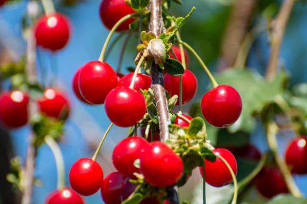 Sauerkirsche Prunus cerasus zur Gewinnung von Kirschkernöl bio (kaltgepresst)