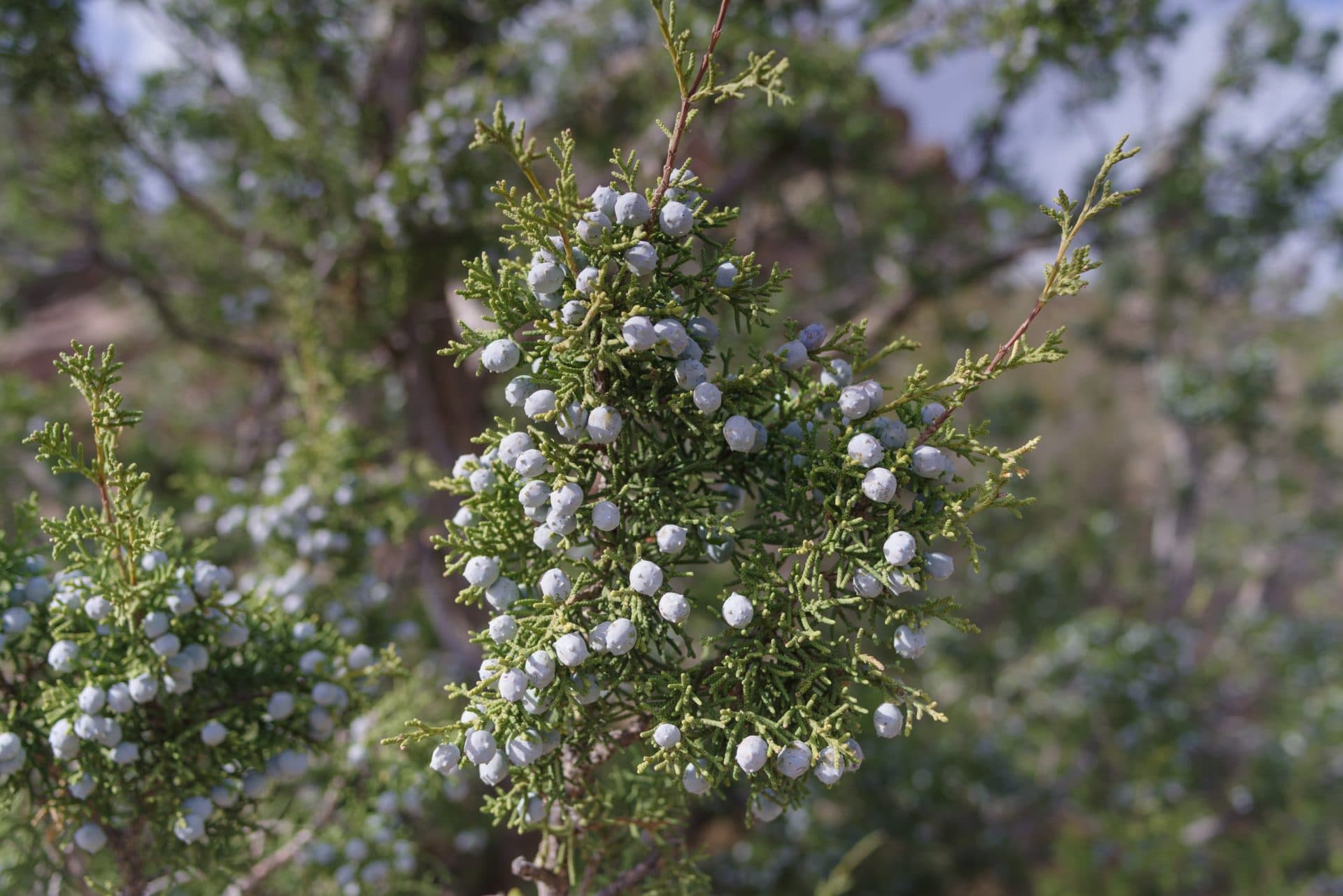 Alligator Wacholder zur Gewinnung von Aligator Wacholder - Juniperus deppeana (ätherisches Öl)