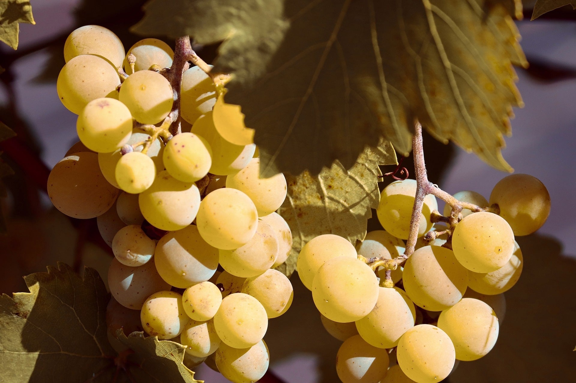 Weisse Weintraube zur Gewinnung von weissem Weinbeeren Extrakt - Vitis vinifera (ätherisches Öl)