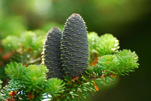 Zweig mit Frucht der Weißtanne (Abies alba) zur Gewinnung von Weißtannenöl bio (ätherisches Öl)