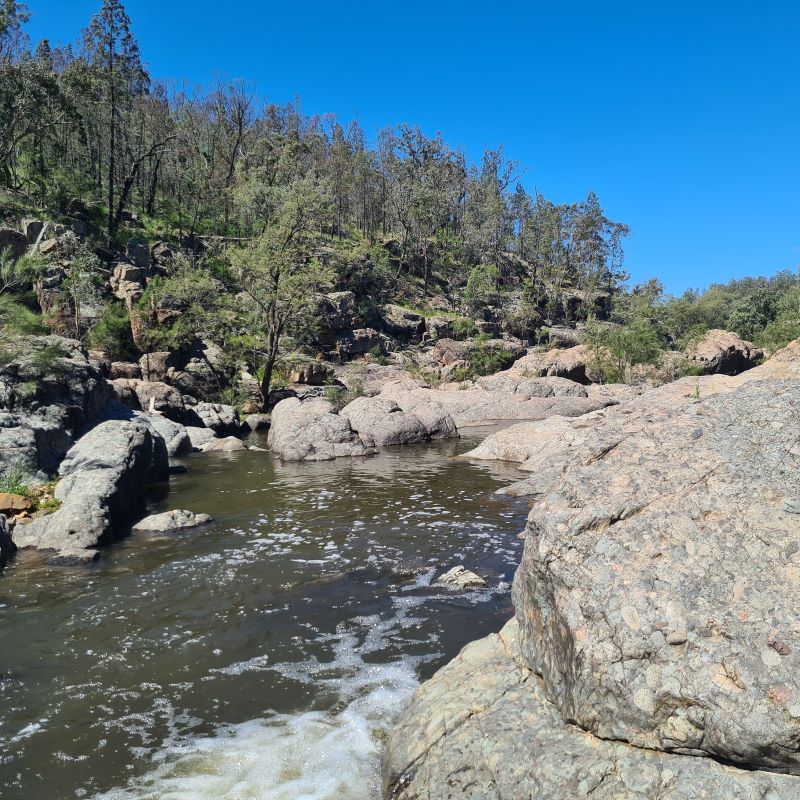 Wilde Zypresse weiss in Australiens Natur