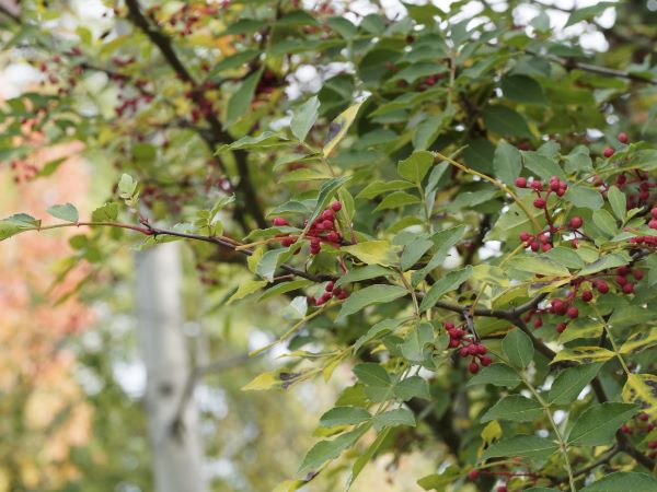 Zweig eines Sichuanpfefferbaums (Xanthoxylum) mit roten, reifen Beeren. Naturbelassene Gewürzpflanze mit aromatischem Duft und einzigartiger Schärfe.