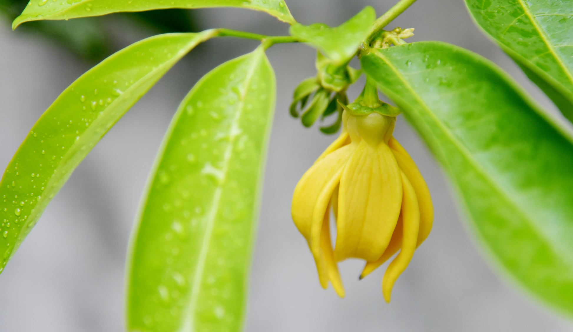 Ylang-Ylang Öl bio complete – (Cananga odorata) aus Madagaskar Blauglasflasche – feines ätherisches Öl in dunklem Glas
