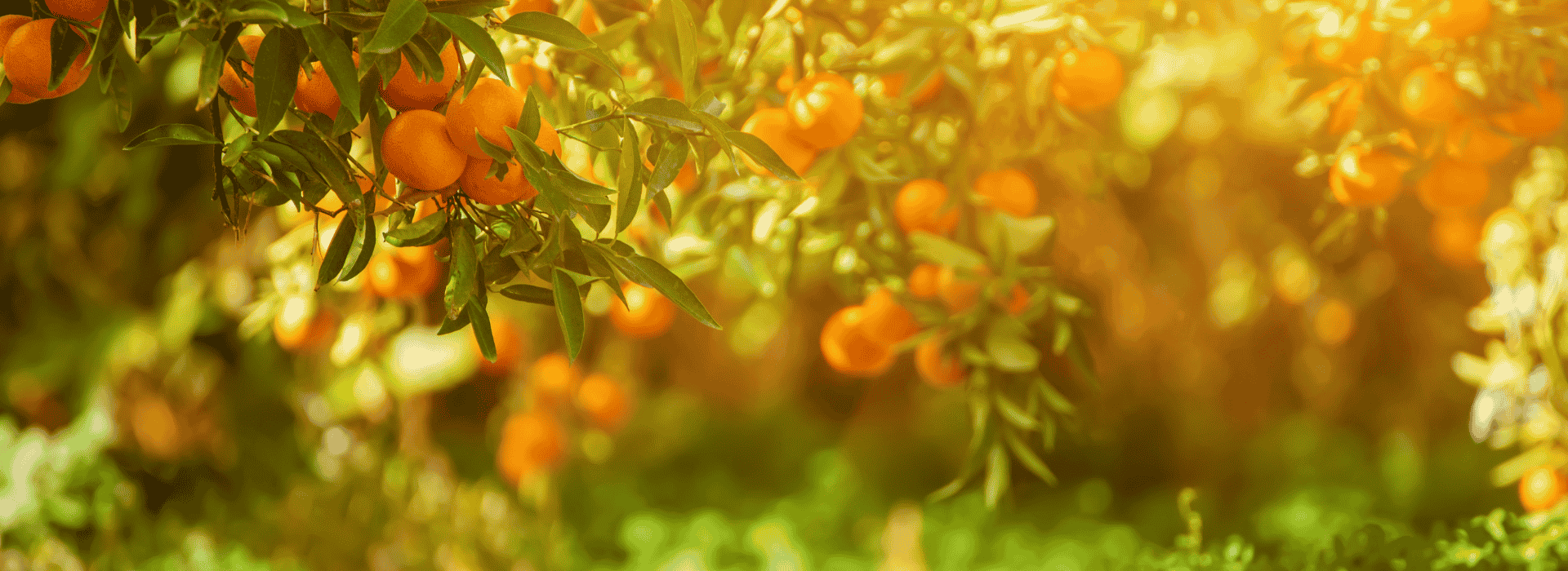 Bitterorangen in der Sonne am Baum – leuchtend orange Früchte als Basis für Bitterorangenöl.