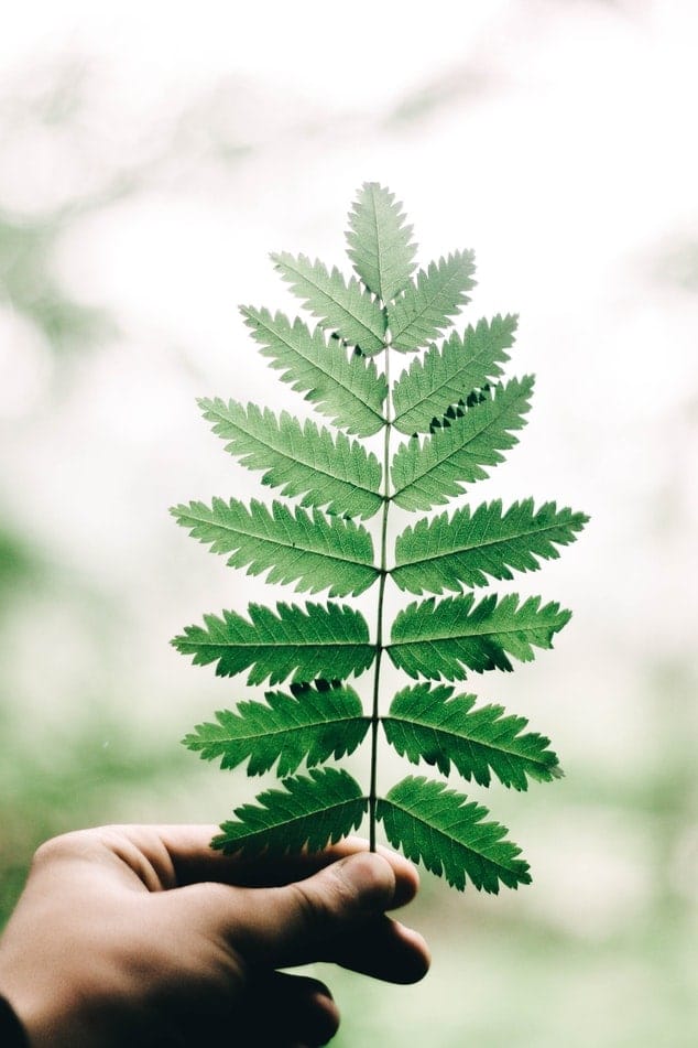 Grünes Pflanzenblatt in einer Hand – Symbol für Natürlichkeit, Reinheit und botanische Vielfalt