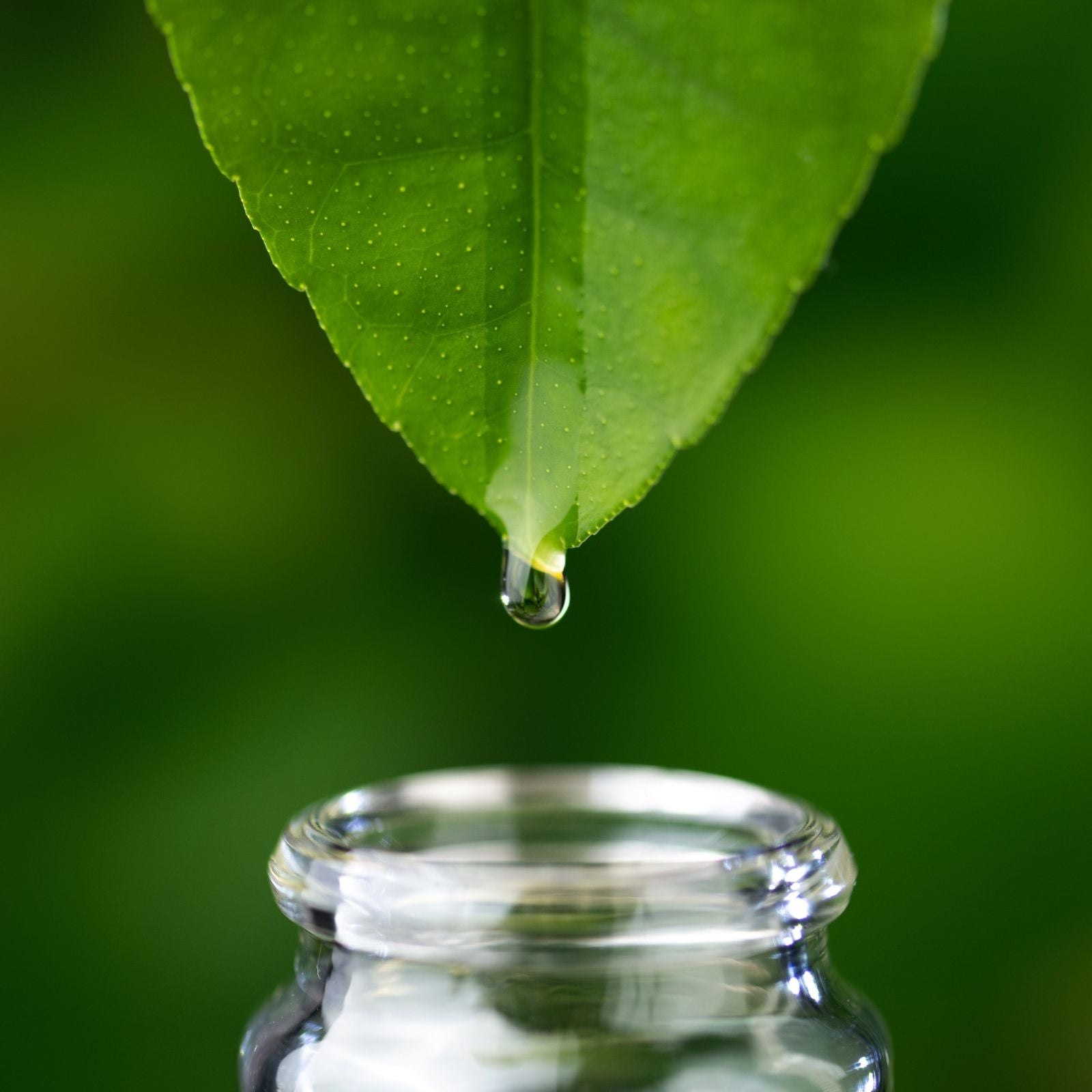 Tropfen ätherischen Öls fällt von einem grünen Blatt in eine klare Glasflasche – Symbol für Naturreinheit und Essence