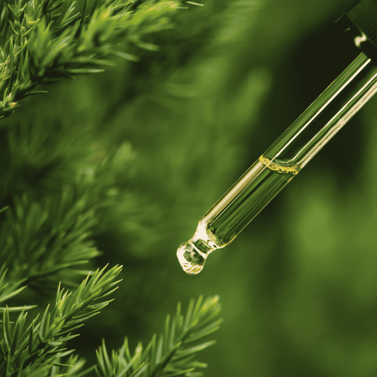 Nahaufnahme einer Pipette mit Fichtenöl, aus der ein Tropfen vor frischen grünen Fichtennadeln fällt – Symbol für Naturkraft und Reinheit von ESSENCE-PUR.