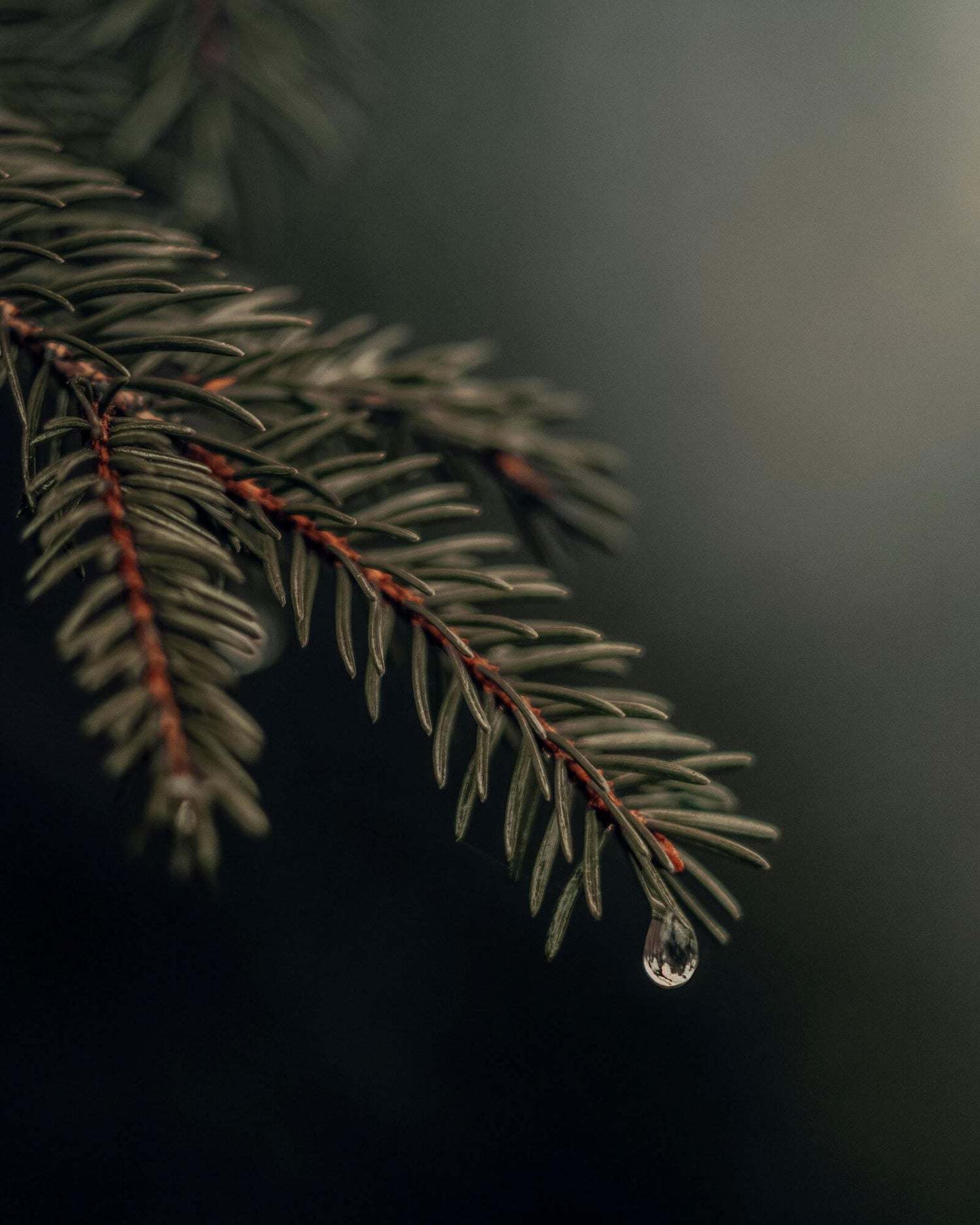 Nahaufnahme eines Fichtenzweigs mit Wassertropfen – Symbol für die Frische und Reinheit von ätherischem Fichtenöl.