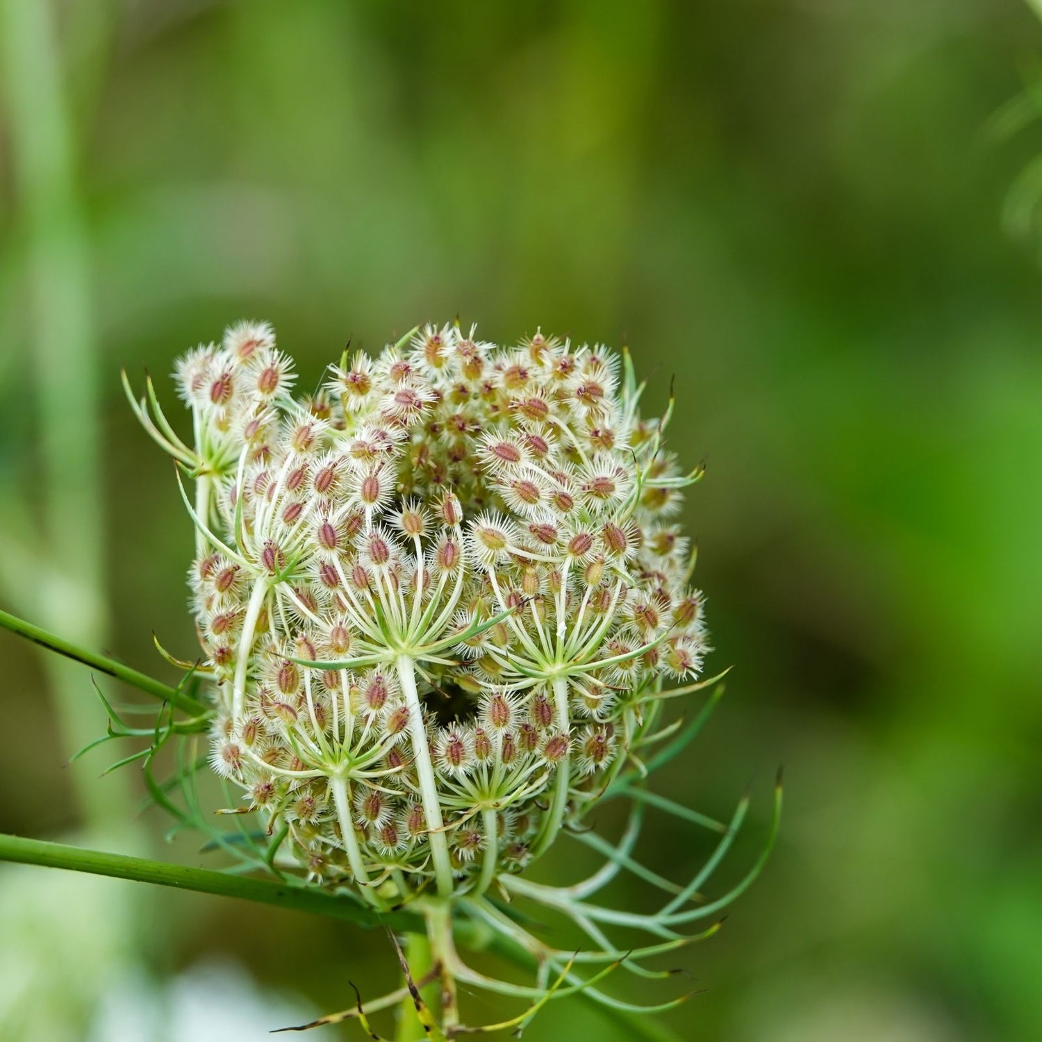 Reife Samenstände der Wilden Möhre (Daucus carota) auf einer Wiese – Quelle für ätherisches Karottensamen-Öl