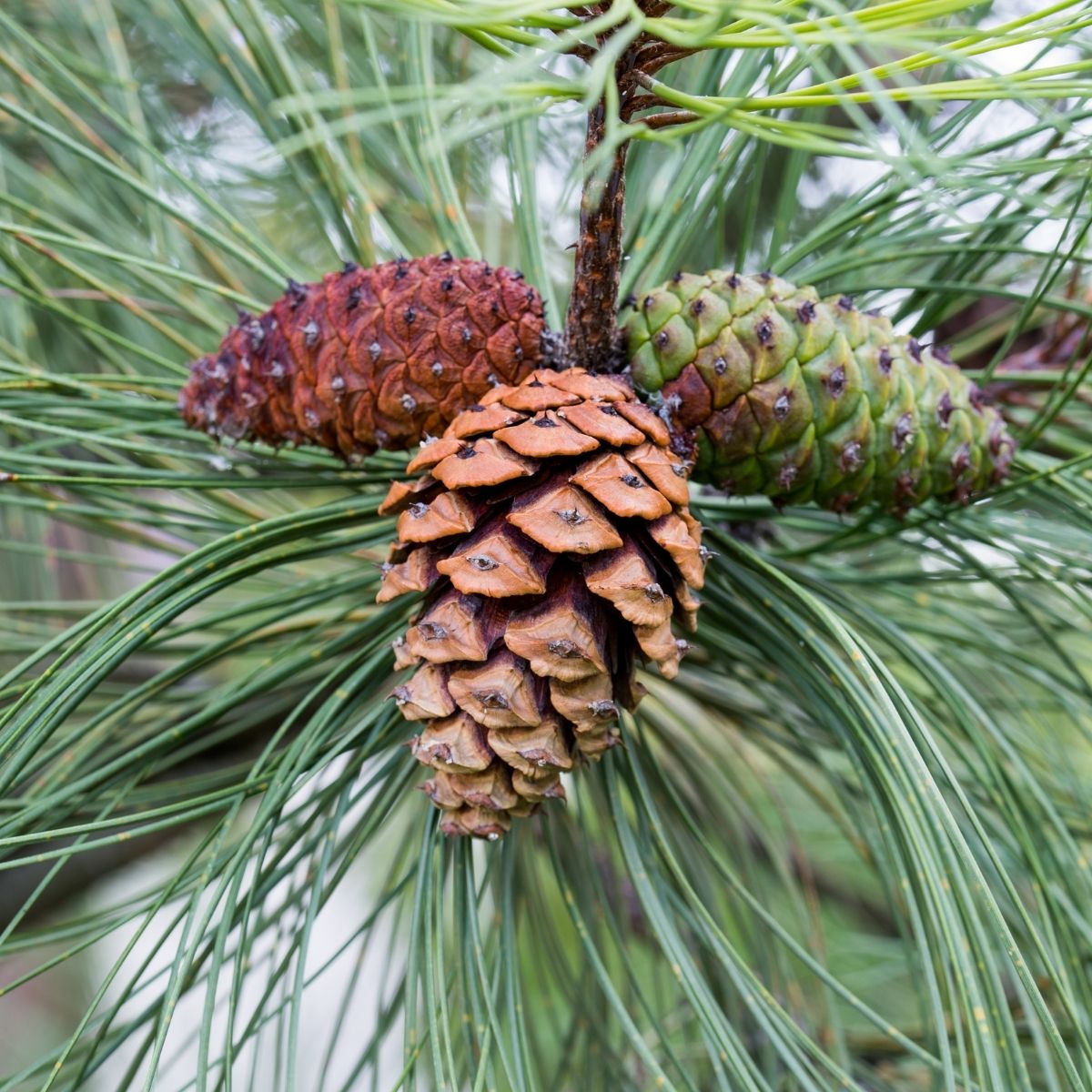 Kiefernzapfen in verschiedenen Reifestadien an langen grünen Nadeln – Symbol für die Naturkraft und Herkunft von Kiefernöl.