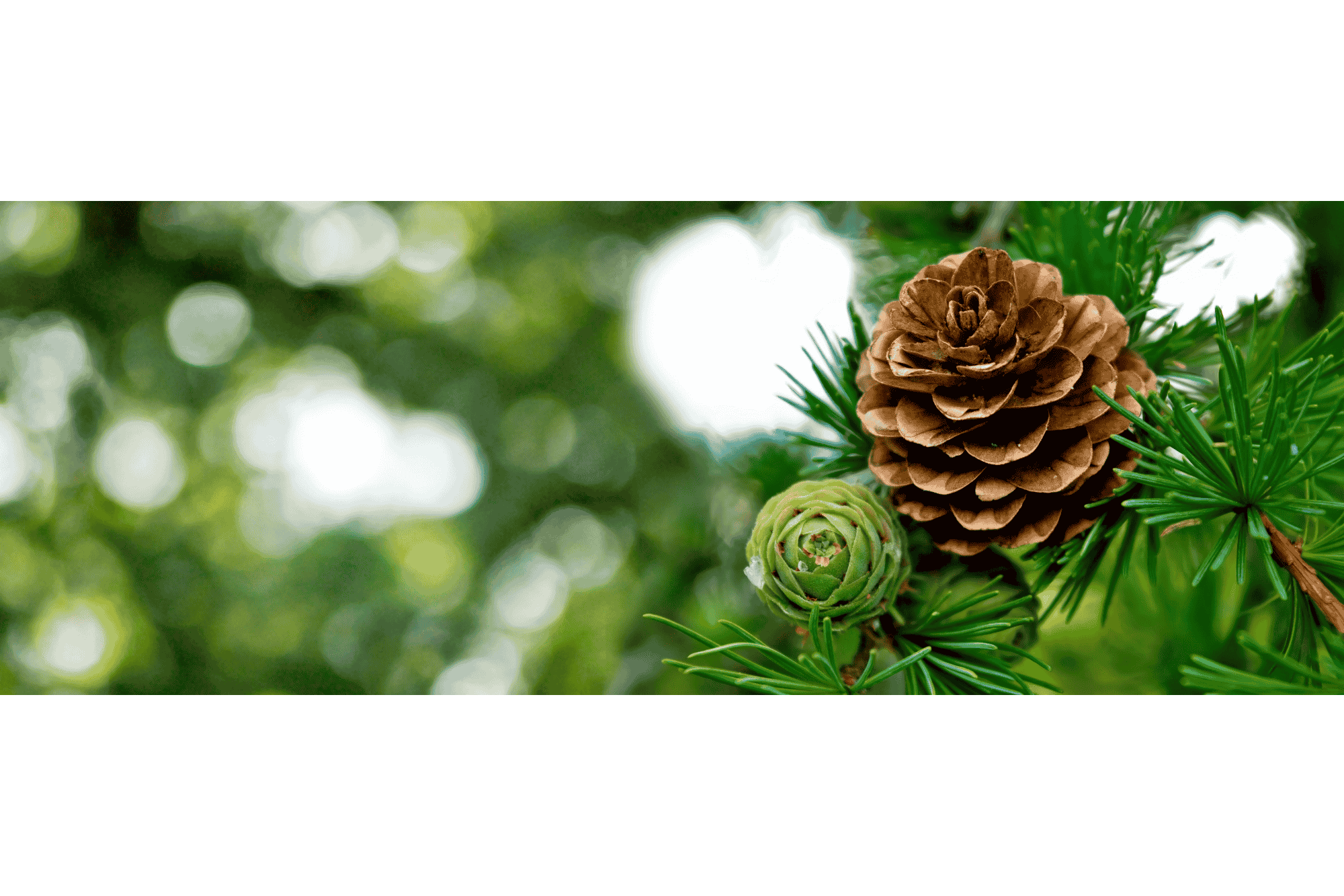 Runde Kiefernzapfen der Ponderosa-Kiefer zwischen frischem Nadelgrün – Darstellung der natürlichen Quelle für Kiefernöl.