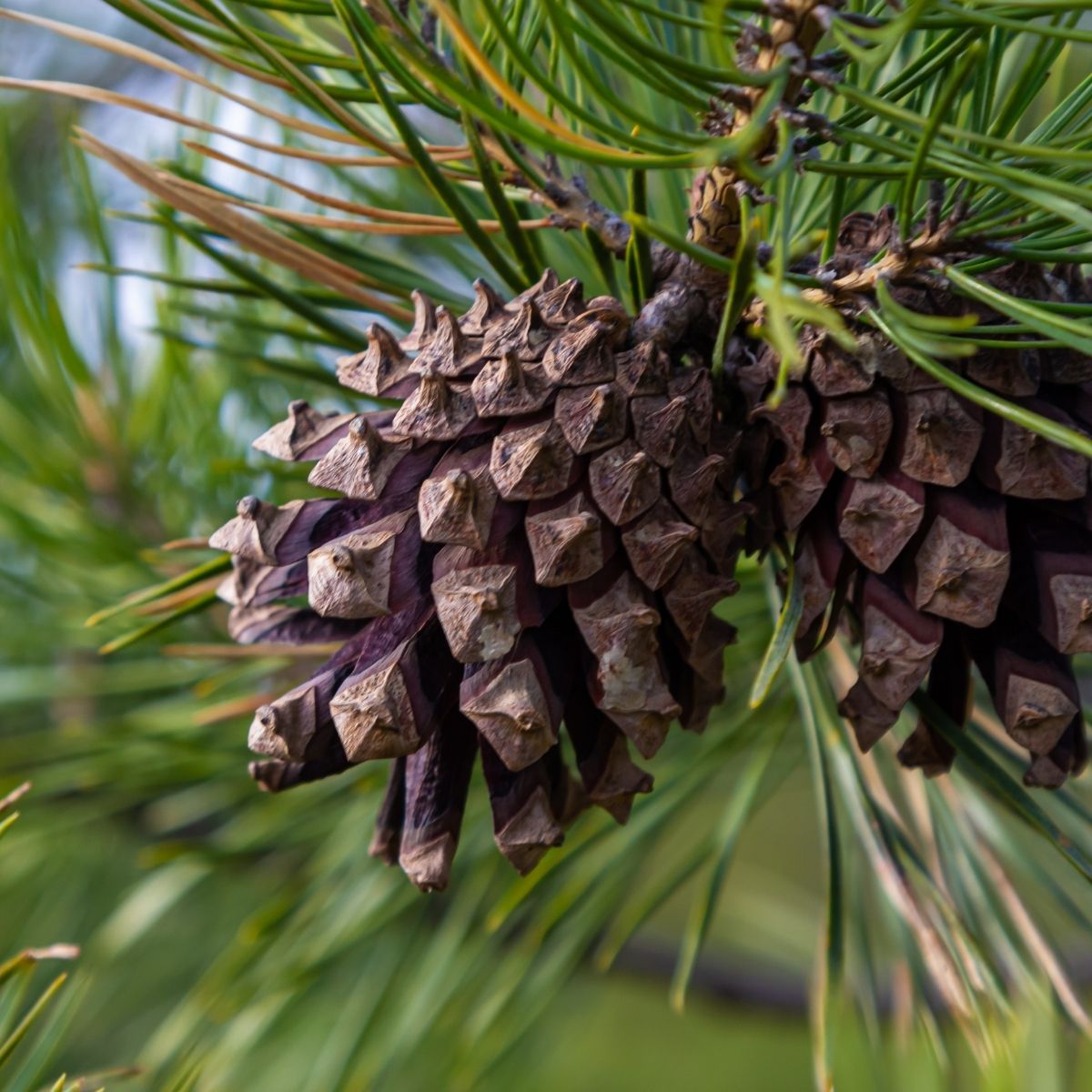 Reife braune Kiefernzapfen zwischen langen grünen Nadeln – klassisches Symbol für ätherisches Kiefernöl und seine natürliche Herkunft.